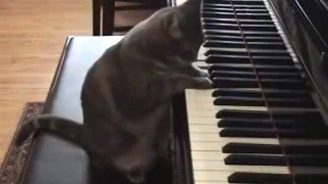 кот пианист смотреть онлайн