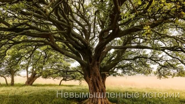 Жена, как знала, с тяжёлым сердцем отпустила Владимира на встречу выпускников. А там он встретил.. смотреть онлайн