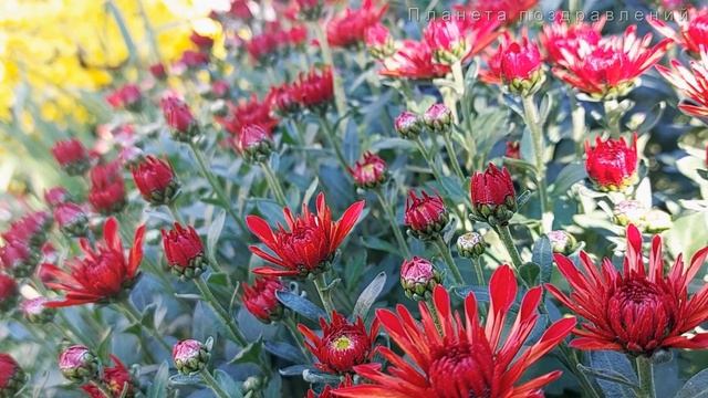 Осенние цветы. Людмила Николаева смотреть онлайн