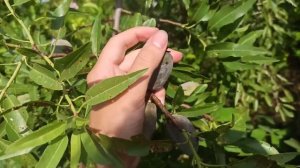 КАК РАСТЕТ МИНДАЛЬ. СБОР УРОЖАЯ В КРАСНОДАРСКОМ КРАЕ