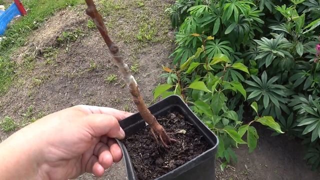 БРАВО "САДЫ РОССИИ"!САЖАЕМ АБРИКОС ПРАВИЛЬНО! смотреть онлайн