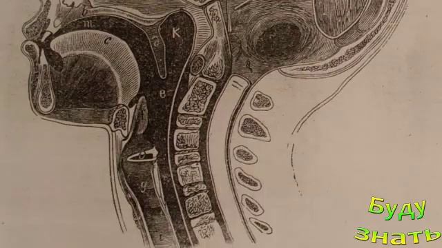 Каковы функции Кадыка, почему Он выпирает у мужчин? смотреть онлайн