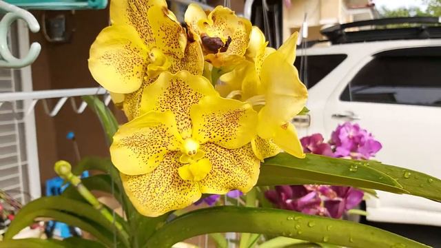 Vanda Sausamran Gold X Thai Spot