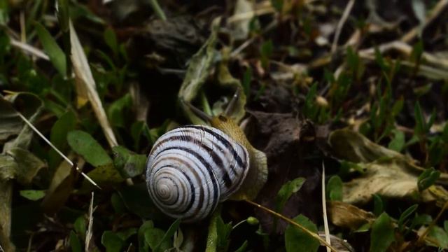 Улитка Австрийская цепея (Cepaea vindobonensis) смотреть онлайн