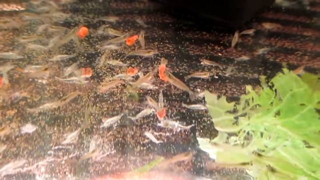 Креветка Амано Caridina japonica – своего разведения смотреть онлайн