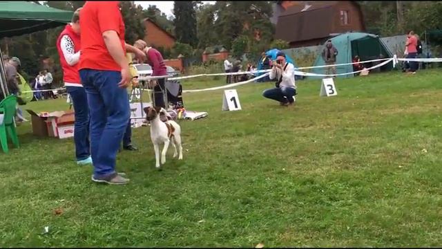 NIKON FOKS ZLATOMIR -  Speciality Show Breed Fox Terrier (Club Winner), BOB смотреть онлайн