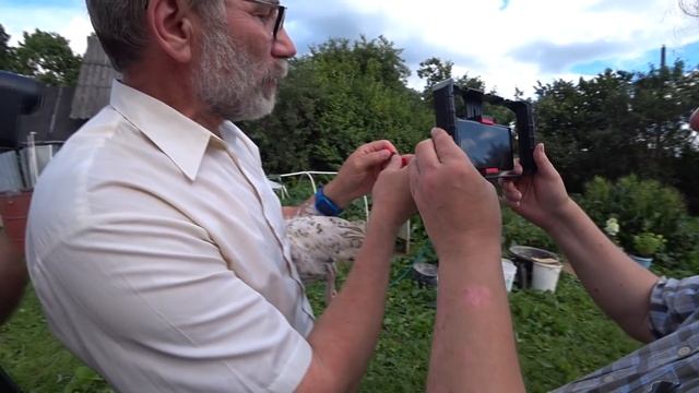 Очки от расклева для куриц. Рассказывает А.Б. Вахрамеев для портала Фермер.ru