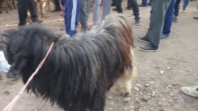 КУЙ БОЗОР ШАХРИТУС МАРХАМАТ ТУЙ УЧУН КАТА КУЧКОРЛАР ⬅️🤷❓️29 октября 2023 г.#Лилихураммов смотреть онлайн