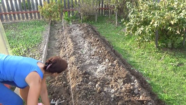 6 соток 6 сентября. Ломаю грядку... Делаю грядку... под чеснок... смотреть онлайн