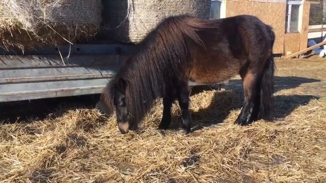 Кобыла шетлендский пони. Полечка смотреть онлайн