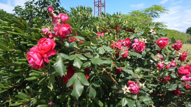 Цветы Черногории - индидент на трассе смотреть онлайн