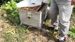 как узнать, что пора расширять объем улья или гнезда для пчел ?