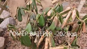 СУДЬБА МОЕГО РОДОДЕНДРОНА ГОМЕР ВАТЕРЕРА