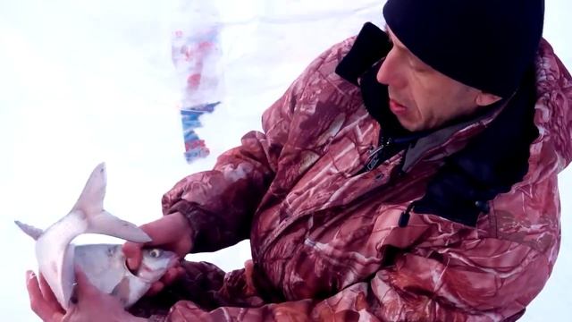 Зимняя ловля леща на средней Волге смотреть онлайн