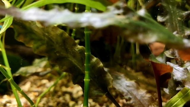 КАК СНИЗИТЬ УРОВЕНЬ НИТРИТОВ В АКВАРИУМЕ ??? смотреть онлайн