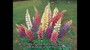 Люпин многолетний