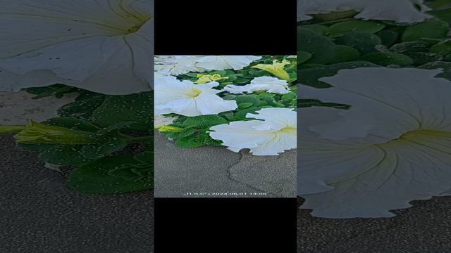 Красивые цветы увидели и сняли на камеру