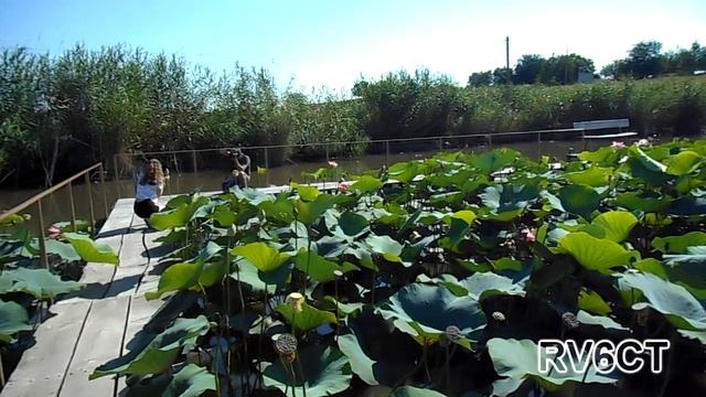 Лотосы на пруду. смотреть онлайн