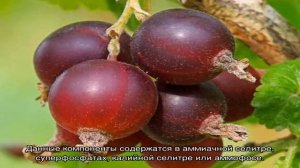Гибрид крыжовника и смородины