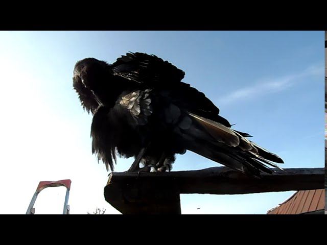 Выражение. смотреть онлайн