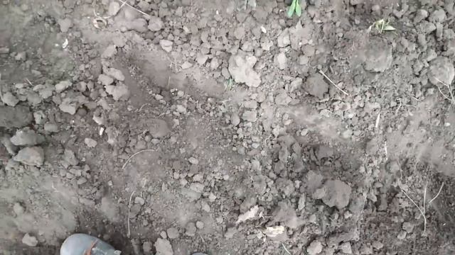 Садим свеклу новым экономным способом смотреть онлайн
