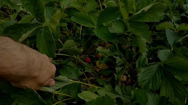 Бетонирую пол в пристройке / Обзор грядки: мой первый урожай! смотреть онлайн