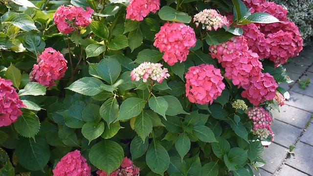 Mophead Hydrangea