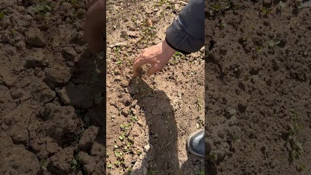 Время сеять редиску | Как нужно сажать | Молодые огородники смотреть онлайн