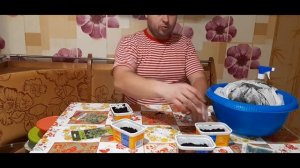 Сеем Мяту на Рассаду. как посеять мяту дома?