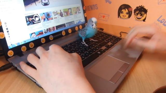 УРОКИ НЕ СДЕЛАЛ В КОНТАКТ НЕ ЗАШЁЛ l ПОЛУЧИЛ 2 И ПОПУГАЙ НЕ РАЗРЕШАЕТ ИГРАТЬ смотреть онлайн