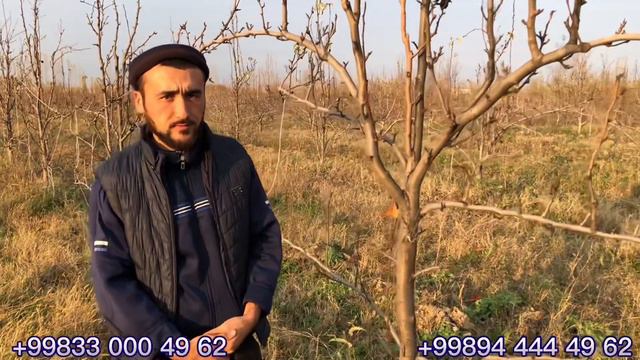 ЭНГ ДАРОМАДЛИ КОРЕЯ ВА ЯПОНИЯ КИВИ НОКЛАРИ ЭНДИ "ЎЗБЕКИСТОНДА" смотреть онлайн