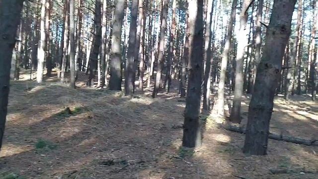 В поисках польских грибов в середине ноября 2021 смотреть онлайн