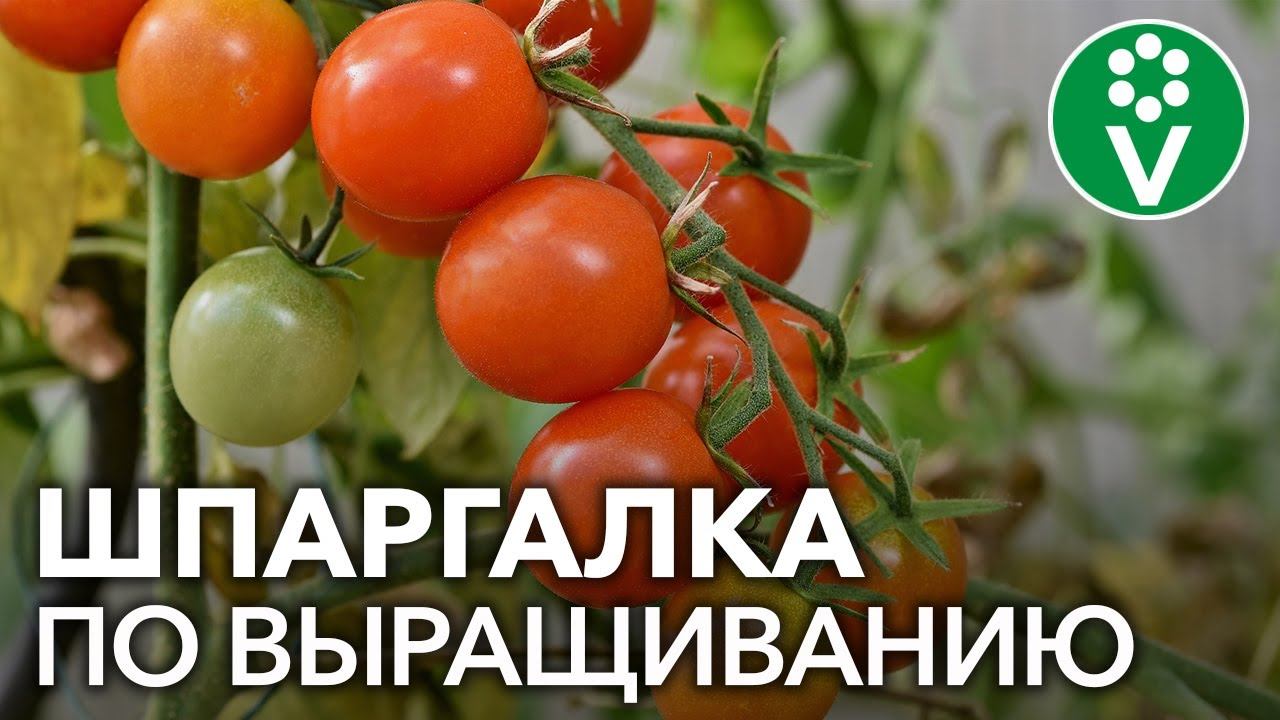 ВСЕ О ТОМАТАХ за 15 минут - коротко и по делу! смотреть онлайн