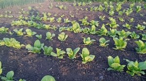 Зачем обрывать семядольные листья? Небольшая профилактика