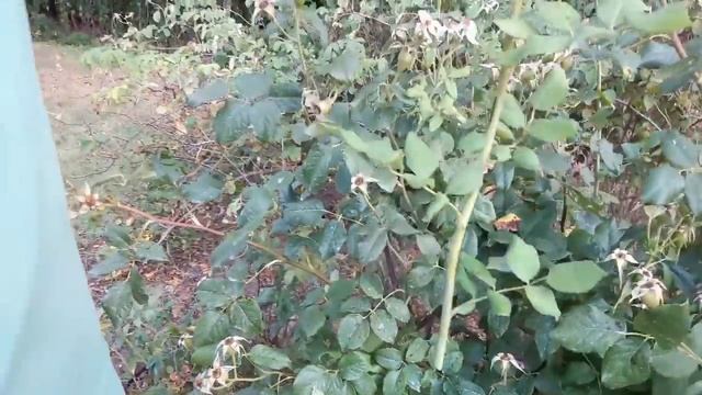 Tutorial su come propagare le rose tramite talea смотреть онлайн