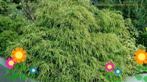 Кипарисовик горохоплодный Филифера Нана. Краткий обзор chamaecyparis pisifera Filifera Nana