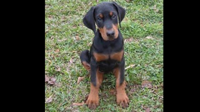 Doberman Puppies For Sale [In Cheap] | Dogs Price List | [2019] смотреть онлайн