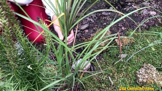 Злаки в дизайне сада. Важные нюансы при выборе ЗЛАКОВЫХ #злакиразнообразие#злакихолодорастущие#дача