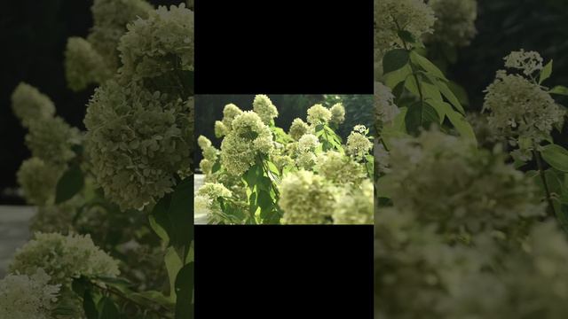 Дом в Сочи #домсочи #недвижимостьсочи #innmax смотреть онлайн