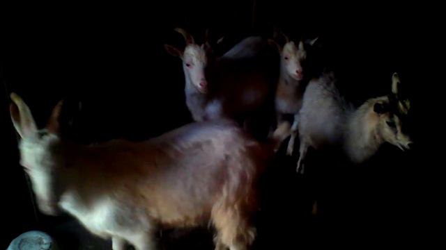 Безумное чихание