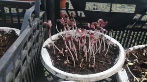 Мина лопастная взошла! 👍 6 лет у меня не получалось, а тут ЧУДО💥