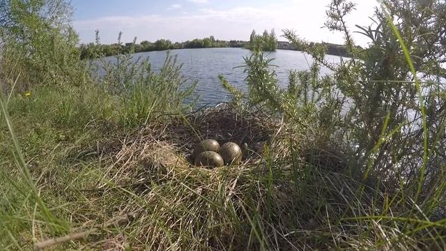 Сизая чайка 160511 3 на пригорке 1 смотреть онлайн