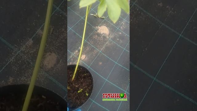 Пион Распберри Сандей смотреть онлайн