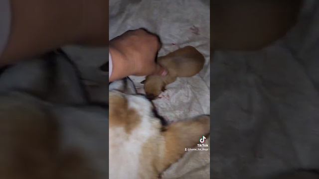 Я - счастливая бабушка. 😁 Подобранная мной Белла родила щенков. смотреть онлайн