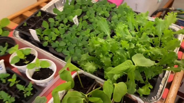 버베나 superbena sparkling, lanai verbena 키우기 смотреть онлайн