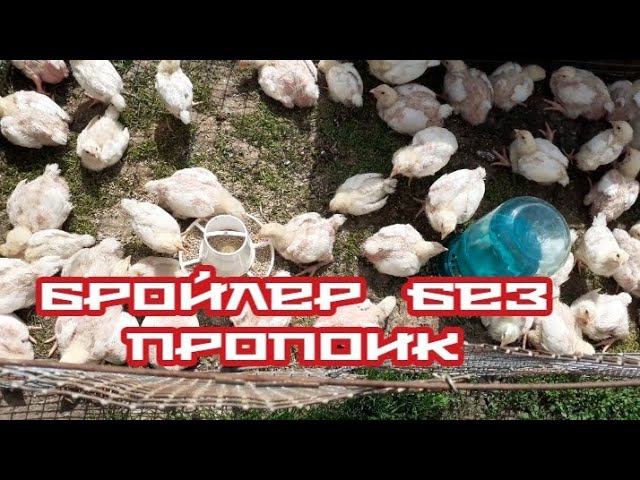 Растём без пропоик.... цыплятам пятнадцать дней.... смотреть онлайн