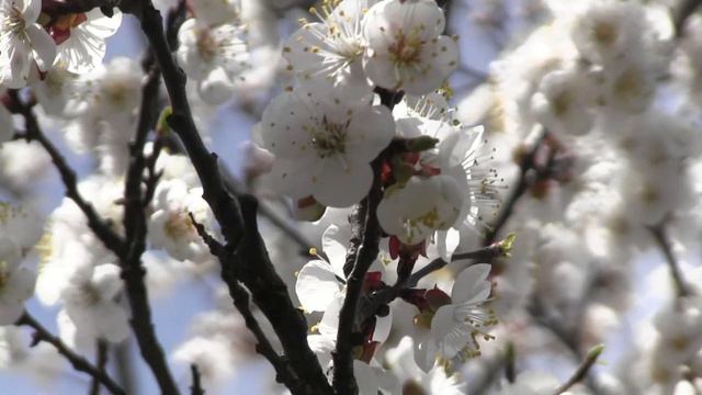 ФУТАЖ ВЕСНА АБРИКОСОВЫЙ ЦВЕТ ПЧЕЛЫ смотреть онлайн