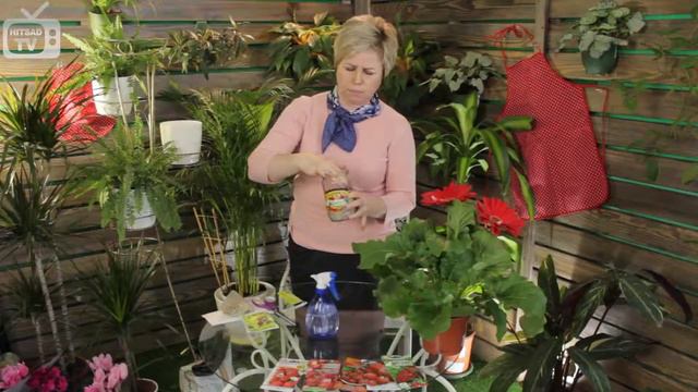 КЛУБНИКА-сажаем в банку смотреть онлайн