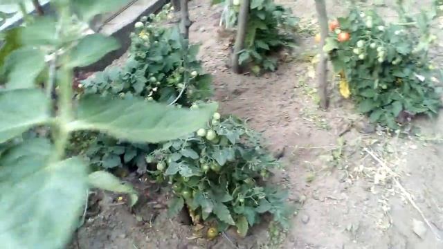 Томаты Белый Налив, Красная Шапочка и Пиноккио прекрасно себя чувствуют в парнике. 03.08 смотреть онлайн