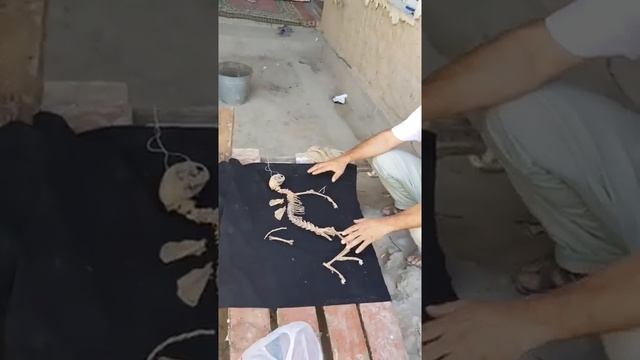 В Таджикистане во время ремонта Дома, Местный Житель Нашел Скелет Динозавра смотреть онлайн